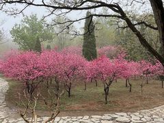 -抱犊寨风景区