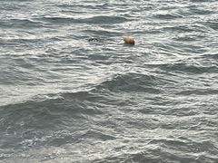 -丁香湖公园