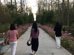 -合肥滨湖国家森林公园