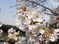 -高东镇樱花园