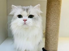 -十月米努特矮脚猫舍