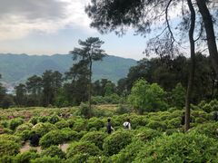 -南山植物园