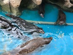 -华夏文旅海洋公园