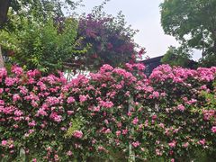 -三圣花乡旅游区