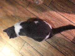 -more than meow吴止猫主题餐厅(承德 中船汇店)