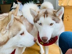 -Husky Go! 哈士奇体验馆·宠物咖啡厅狗咖