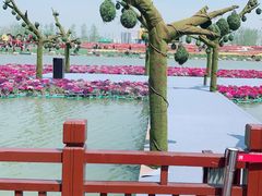 -荷兰花海