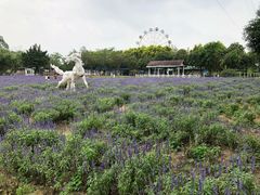 -广东花都香草世界旅游度假区