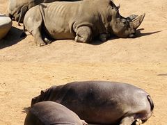 -西霞口神雕山野生动物世界
