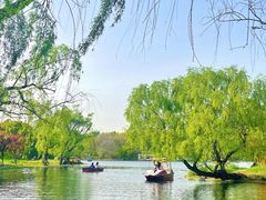 -上海共青森林公园