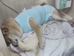-北京观赏动物医院·24小时大型综合·猫专科·异宠专科