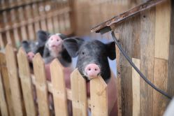 -萌宠亲子动物乐园(槐房万达店)