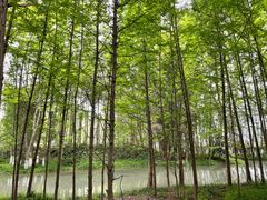 -桤木河湿地公园