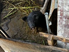 -马陆小张葡萄园农家乐