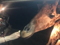 -清迈夜间动物园