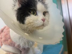 -北京派仕佳德动物医院·超导核磁·CT·神经科·骨科·内外科·急重症管理中心