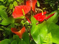 -国家植物园南园