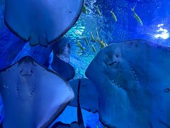 -上海海昌海洋公园