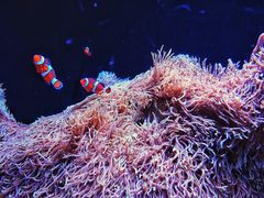 -西雅图水族馆