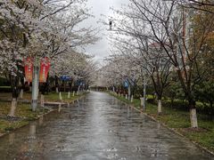 -高东镇樱花园