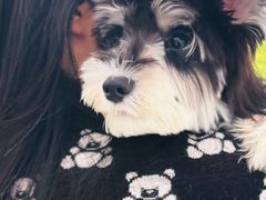 -PETKIT小佩宠物(昭化店)