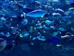 -海合安成都极地海洋公园