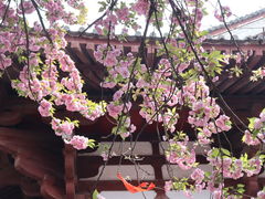 -西安青龙寺遗址景区