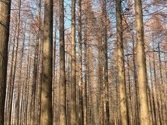 -黄海国家森林公园