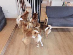 -南京Hallo宠物乐园·哈罗犬舍·柴犬繁育基地