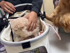 -瑞鹏宠物医院·普外科·影像科·皮肤科(城市山谷分院)