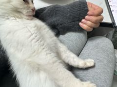 -汪喵宠物医院·骨科心脏影像·犬猫急重症ICU诊疗中心(成华分院)