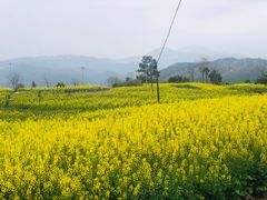-桑洲油菜花景区