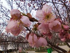 -古柏渡丰乐樱花园