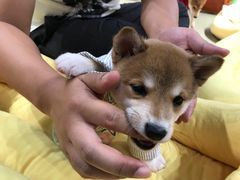 -逗柴咖啡屋·狗咖猫咖宠物桌游