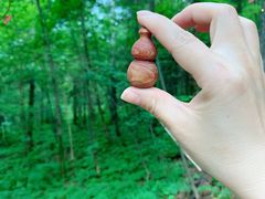 -五营红松林海景区