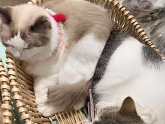 -怪兽屋·羊驼·猫咖·狗咖(俊华广场店)