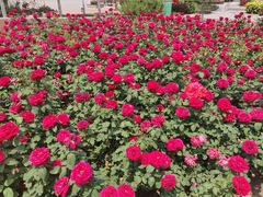 -廊坊文化艺术中心