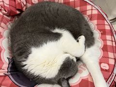 -御宝贝·A梦猫科宠物医院(国际猫友好医院)