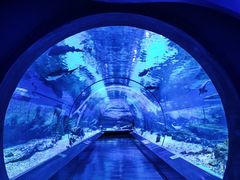 -海合安武汉极地海洋公园