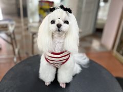 -鑫艺宠物美容培训学校