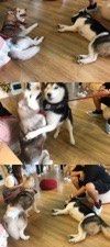 -Husky Go! 哈士奇体验馆·宠物咖啡厅狗咖