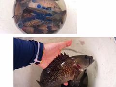 -ZF Seafood Restaurant 卓峰海鲜餐