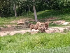 -北京野生动物园