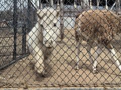 -大连森林动物园