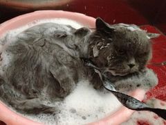 -骐奇宠物诊疗中心(南亭公路店)