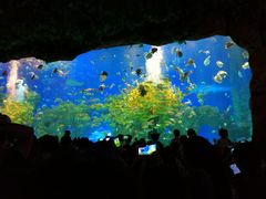 -芜湖新华联大白鲸海洋公园