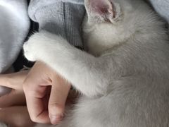 -lincat·猫舍(广州店)