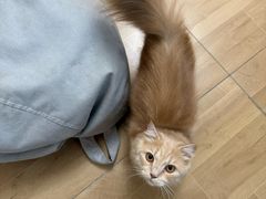 -唐小姐の私宠·宠物洗护美容·撸猫馆·购宠(周浦万达旗舰店)