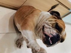 -宠福鑫康馨动物医院·骨科·眼科