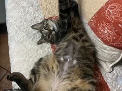 -纳吉亚猫专科动物医院博雅分院